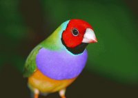passaro