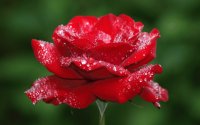 Hermosa rosa roja