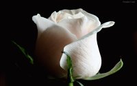 Hermosa rosa blanca