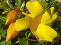 ALAMANDA