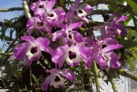 ORQUÍDEA