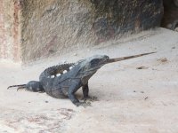 Iguana
