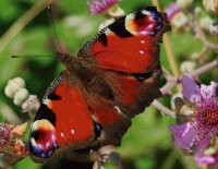 borboleta