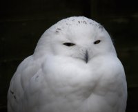 Snowy Owl