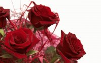 rosas