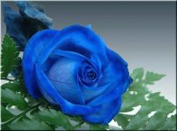 rosas