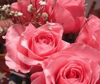 rosas