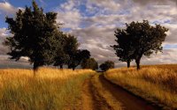 Campo