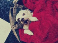 nina linda