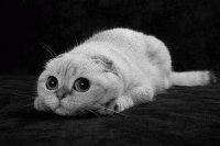 gatinho
