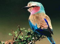 Pajarito