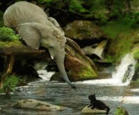 Elefante