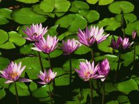 nenufares