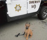New Police Dog