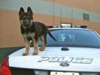 Police K-9