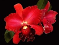 orquideas