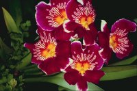 orquidea