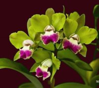 orquideas