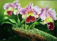 orquideas