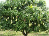 El arbol del mango