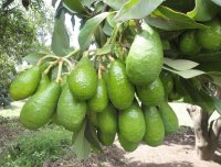 El arbol de la palta