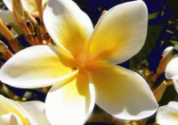 FLOR