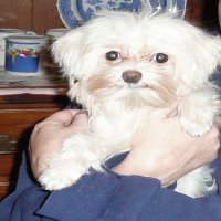 Maltese Dog