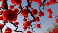 chinese new year