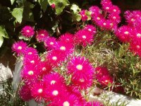 flores de mi jardín