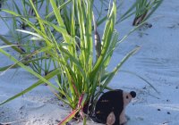 Stuffed Hedgehog @ Beach
