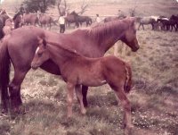 caballos