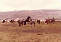 caballos 1
