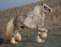 horse
