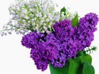 lilac and baby breath