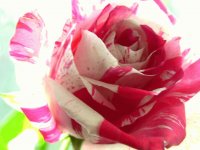 unusual rose