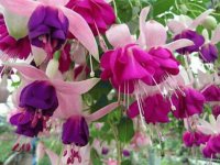 hanging violet colors