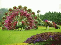 jardim