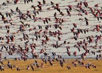 flamingos