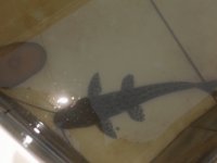 peixe