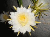 flores