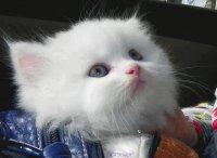 Gatito