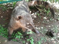 Coatí