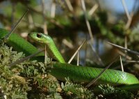 Serpiente