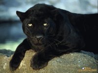 Pantera