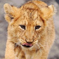 León