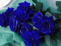 Rosas