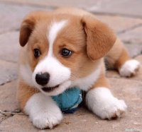 Perrito