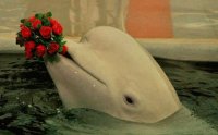 Delfin