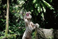 Tigre
