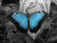 Mariposa